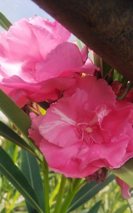 Продаётся Олеандр розовый