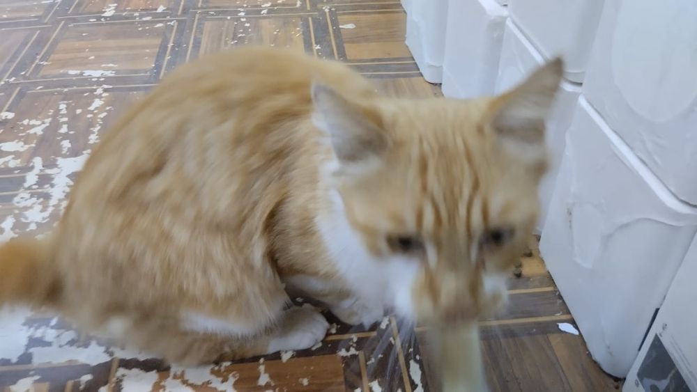 Пристраивается кот