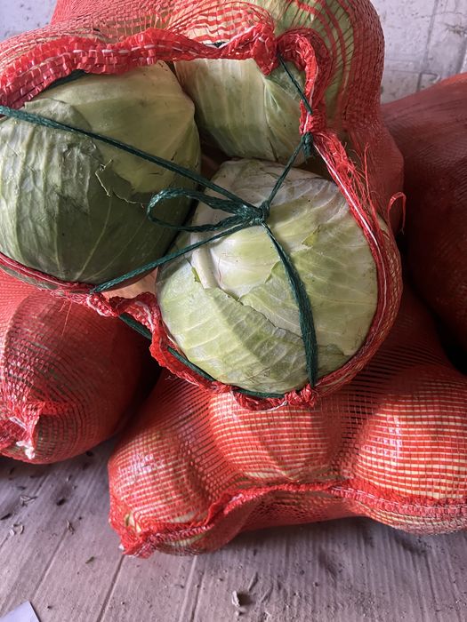 Продам картофель сорт Галла
