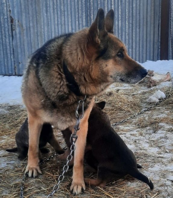 Продам щенков Волкособа!