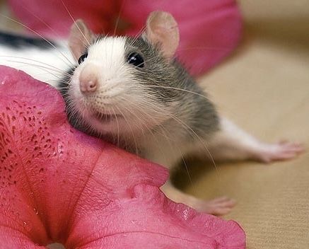 Крысята крысы ручные