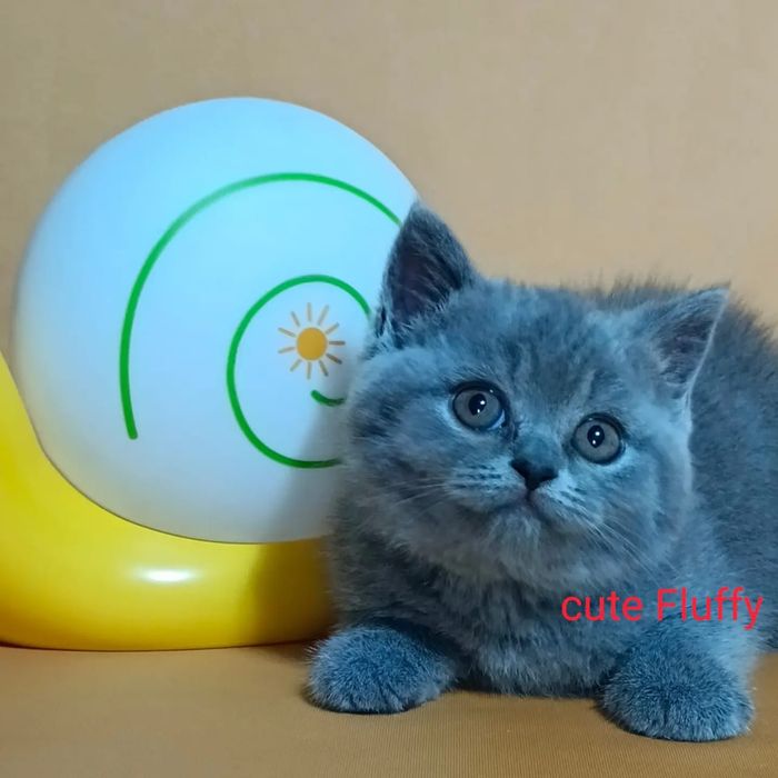 Котята Бриташки продам