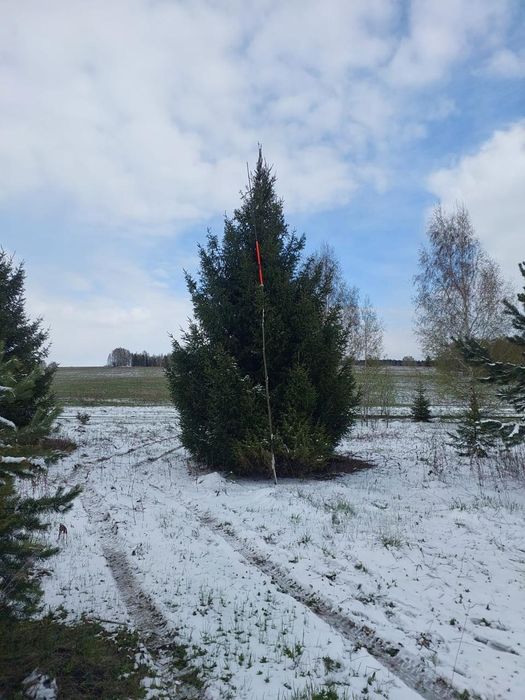 Крупномеры ели сосны саженцы