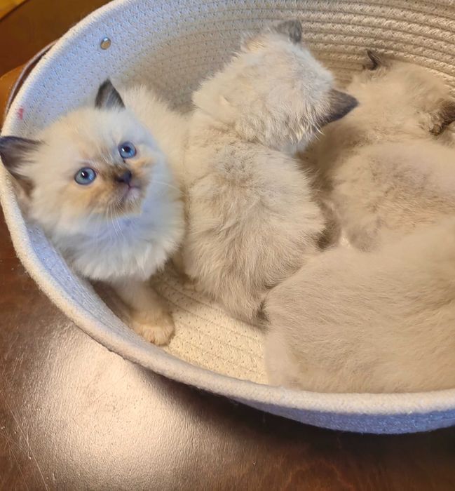Чистокръвни Ragdoll котенца