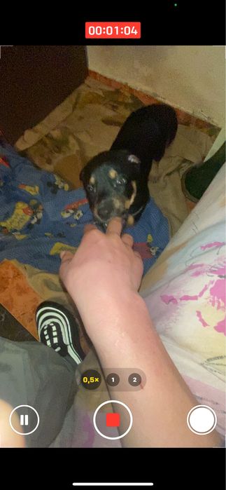 Подарявам кученца на два мевеца