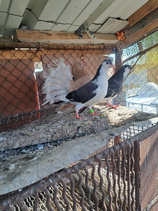 vând porumbei diferite rase