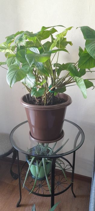 Комнатные цветы 10000