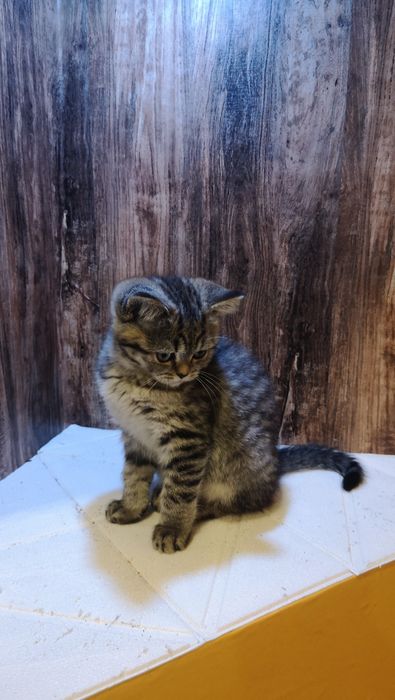 Шотландски и британски котенца
