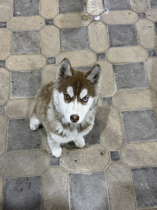 Продаю хаски в хорошие руки