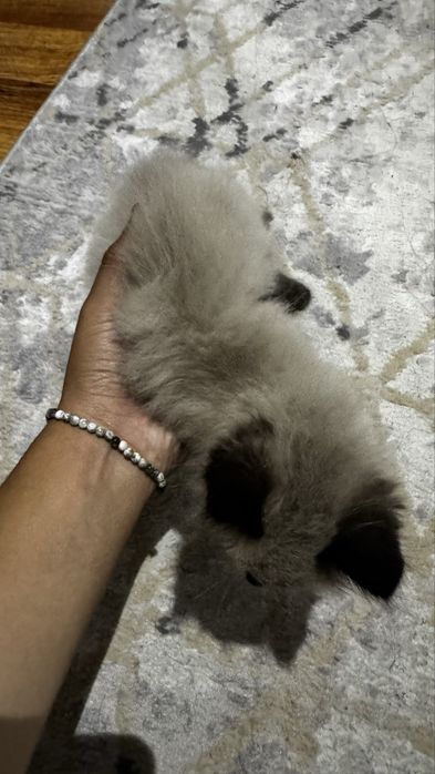 Продам Сиамскую котенка