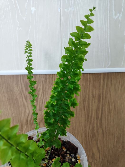 Нефролепис Дассада