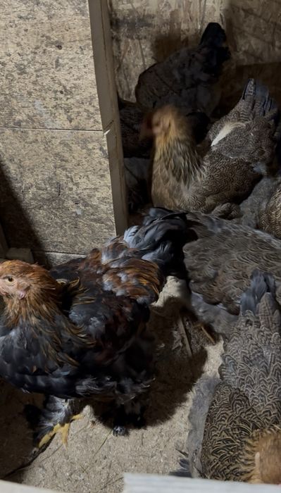 Tineret Brahma Potarnichiu