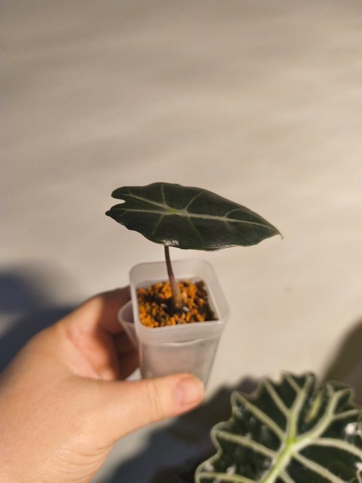 Продам алоказия Полли