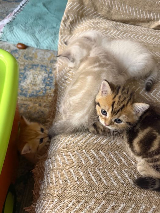 Котята продаются 2 мес