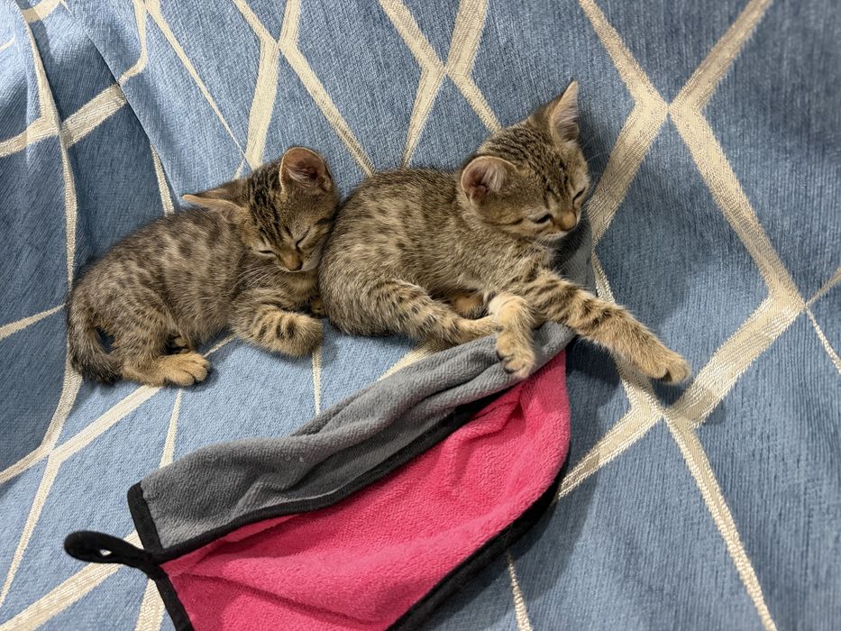 Отдам котят в добрые руки
