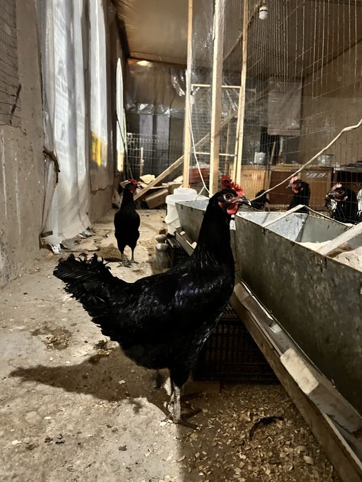 Qora shahzoda Tovuqlar