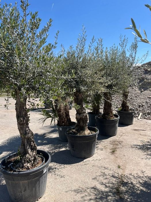 Plante ornamentale diferite specii si dimensiuni livrare gratuita în toată România