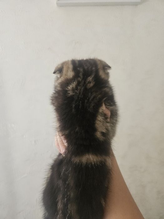 Котенок скоттиш страйт
