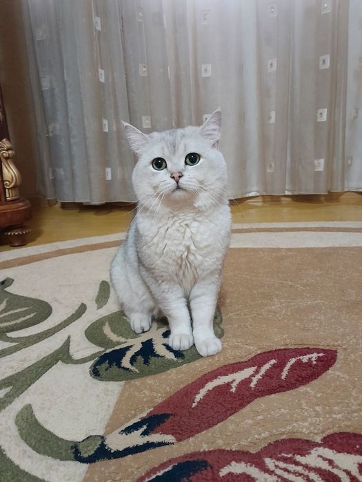 Sotlmiyd vyaska faqat