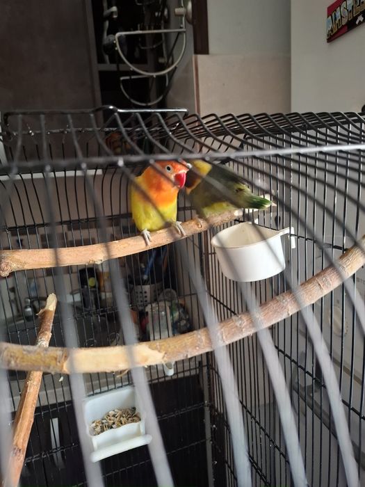 Papagali agapornis și colivie
