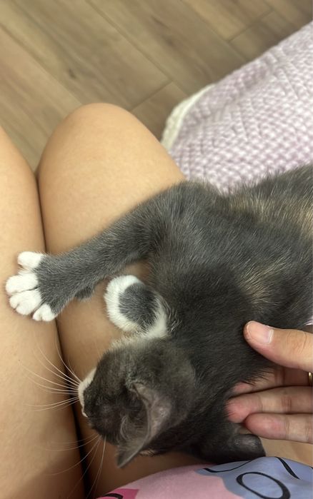 Котенка в добрые руки