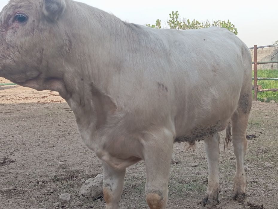 Зотор бука сотилади шаралел