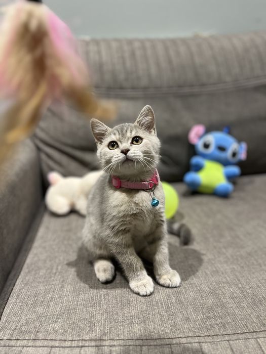 Шотландская кошка