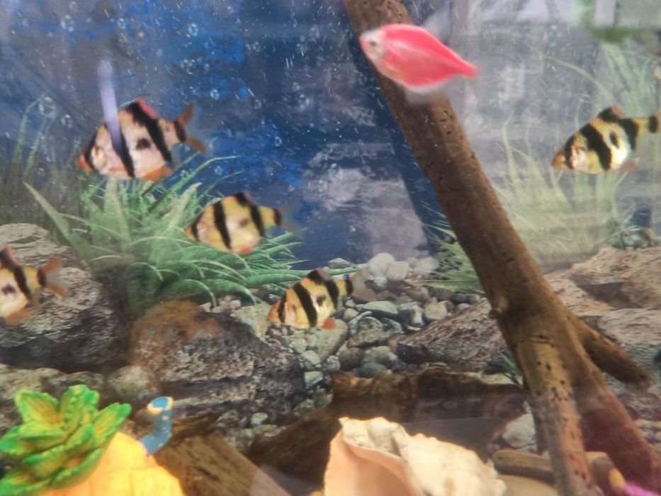 Рыбка барбус тернеция