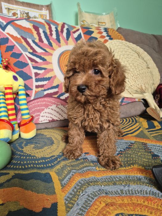 Пудель той мальчик