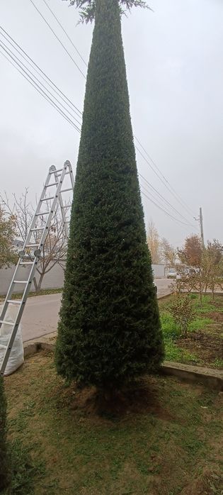 Gazon ekish va oʻrish  Archa kesish va bogʻbonchilik hizmati