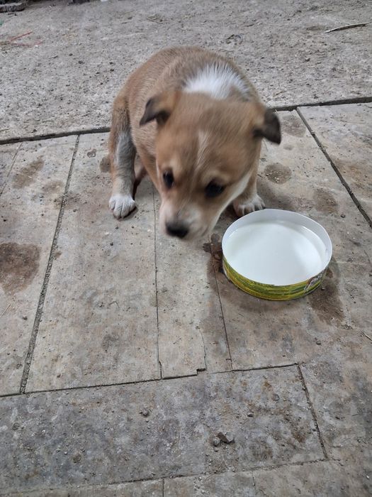 Щенки в добрые руки