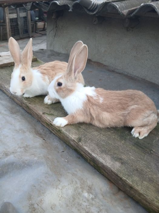 Vând iepuri Uriaș si hycole