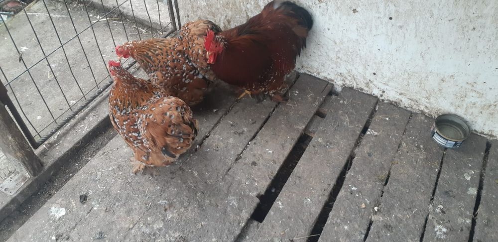 Cochinchina pitic porțelan