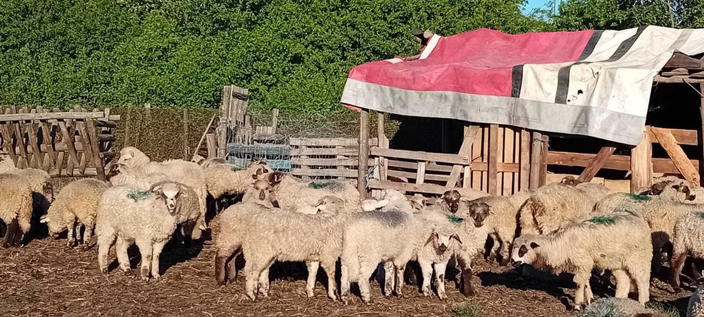 Miei de vinzare150 bucati pret 23 neg