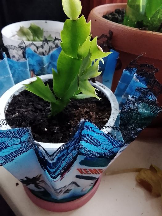 Продам цветок декабрист.