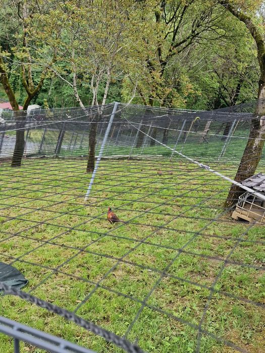 Plasă  Voliere Păsări protectie și siguranță