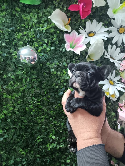 Френски булдог french bulldog