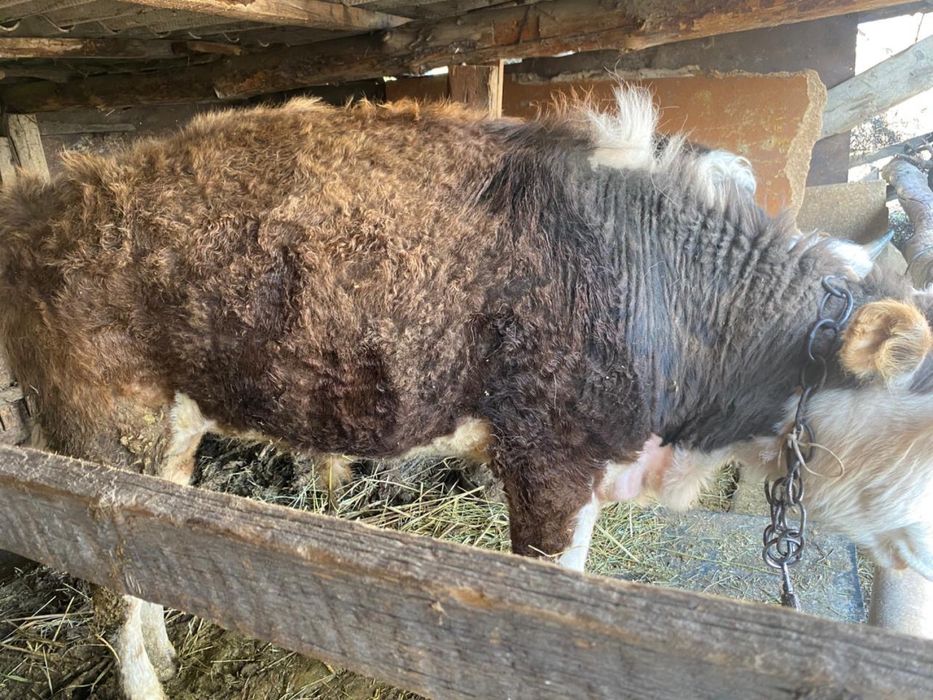 Продам бычков годовалых