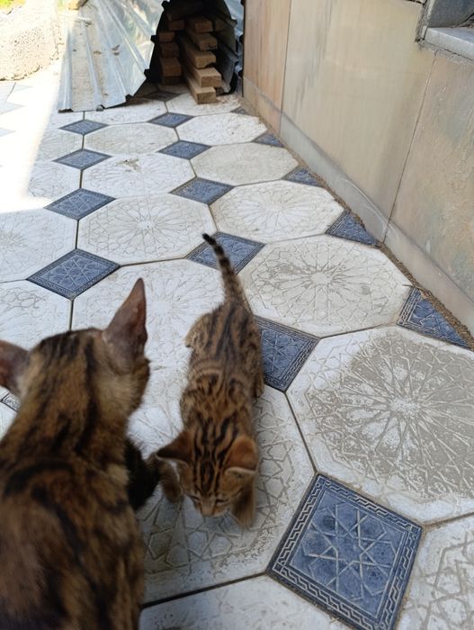 Бенгальский котёнок