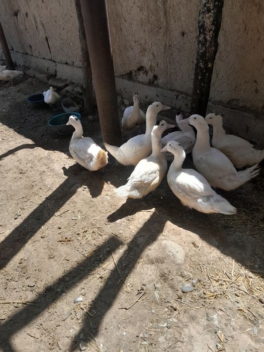 Утки несушки продаются