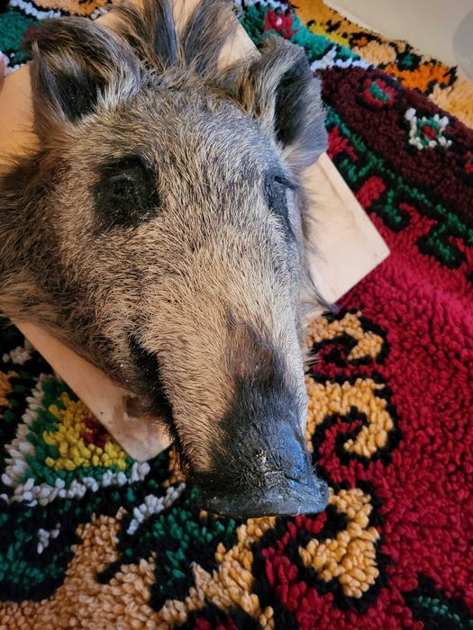 Трофей глава на глиган