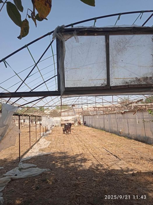 Иссикхона парник сирочна сотилади.