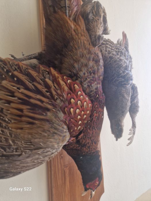 Ловен трофей птици