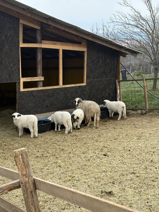 Vand miei pentru paste