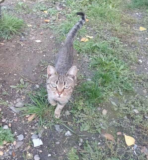 Отдам кошек в добрые руки