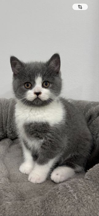 Pisică british shorthair