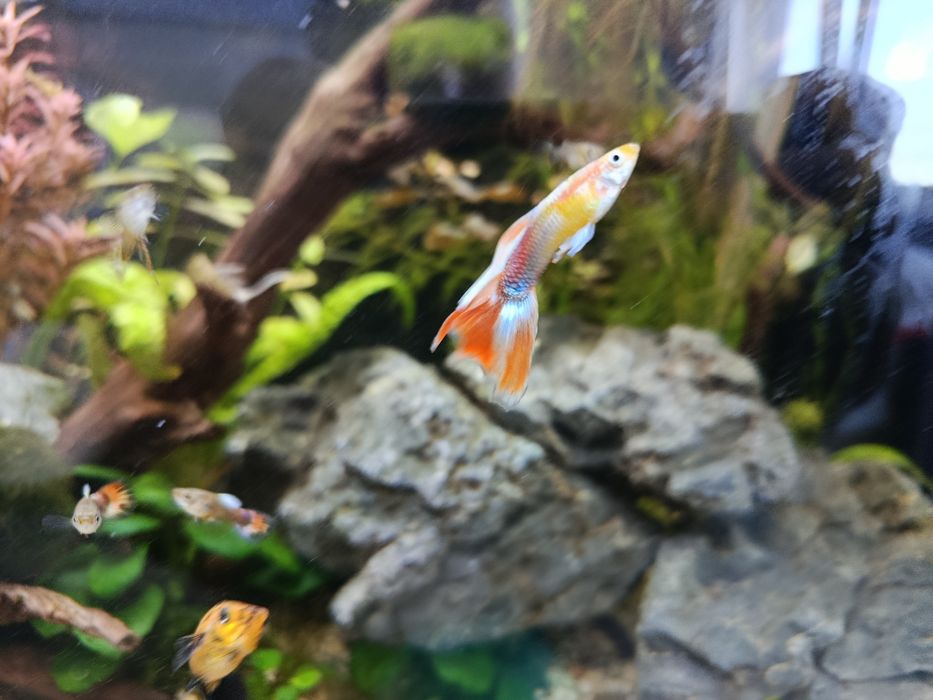 Гупа синя воална-домашно производство.