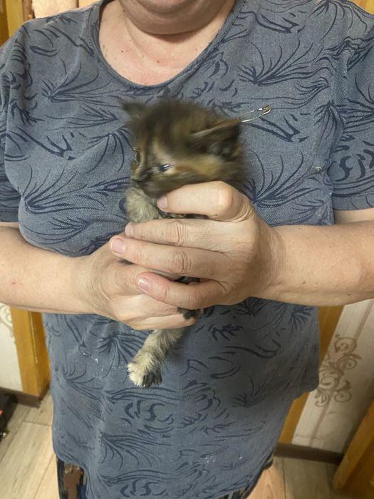 Отдам котят в добрые руки