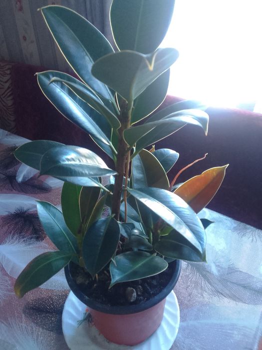 Продам дом. Растения -(фикусы )