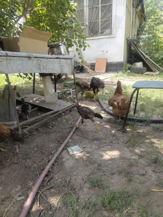 Продам курей цыплят